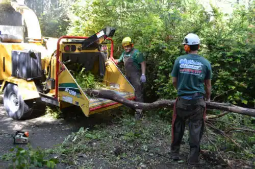 tree services Hollywood